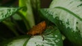 brown grasshopper perched on a leaf