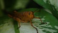 brown grasshopper perched on a leaf