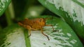 brown grasshopper perched on a leaf