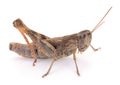 Brown grasshopper profile isolated on white Royalty Free Stock Photo