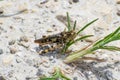 brown grasshopper in the sand