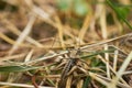 The brown grasshopper sits on a grass. Royalty Free Stock Photo