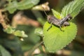 Brown Grasshopper sitting on a green leaf, Kruger National Park Royalty Free Stock Photo