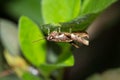 Brown Grasshopper sitting on a green leaf, Kruger National Park Royalty Free Stock Photo
