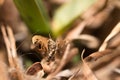 Brown Grasshopper sitting on a green leaf, Kruger National Park Royalty Free Stock Photo