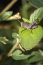 Brown Grasshopper sitting on a green leaf, Kruger National Park, South Africa Royalty Free Stock Photo