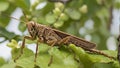 brown grasshopper sitting on a plant