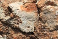 Brown grasshopper sitting on rock