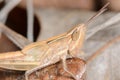 Brown Grasshopper