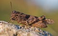 Brown grasshopper on stone