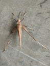 Brown grasshopper stuck to the wall