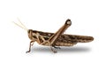 Brown grasshopper taken from the side on a white background Royalty Free Stock Photo