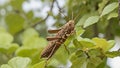 A brown grasshopper-type insect was landing on a tree branch