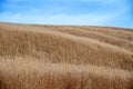 Brown grasss field and blue sky. Royalty Free Stock Photo