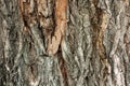 Brown and gray bark of an old tree in an autumn fall park Royalty Free Stock Photo