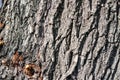 Brown and gray bark of an old tree in an autumn fall park Royalty Free Stock Photo