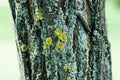 Brown and gray bark of an old tree covered with green moss in an autumn fall park after rain Royalty Free Stock Photo