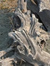 Wooden driftwood on sandy soil with multiple patterns Royalty Free Stock Photo