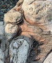 Brown and gray wooden driftwood patterns with pebbles Royalty Free Stock Photo