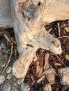 Brown and gray wooden driftwood with rocks Royalty Free Stock Photo