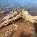 Brown and gray wooden driftwood on sandy shoreline at water`s edge Royalty Free Stock Photo