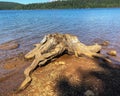 Wooden driftwood on sandy shoreline with water and mountains Royalty Free Stock Photo