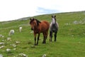 Brown and gray horses standing on a grass slope in the countryside Royalty Free Stock Photo