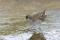 brown-and-gray marsh bird Sora