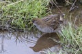 brown-and-gray marsh bird Sora