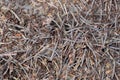 brown gray natural texture of small ants and cookies of thin branches Royalty Free Stock Photo