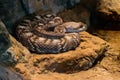 Brown and Gray Snake Coiled