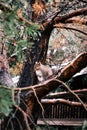 Brown and gray squirrel perched atop a tree, alertly looking off into the distance.