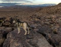 Brown and gray wolf