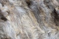 Brown and gray wolf natural fur background texture design  animal fell Royalty Free Stock Photo