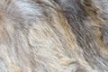 Brown and gray wolf natural fur background texture design  animal fell Royalty Free Stock Photo