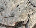 Brown and gray wooden driftwood patterns with pebbles Royalty Free Stock Photo