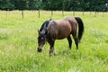 Brown grazing horse in the green meadows of the Avijl Plateau Nature reserve and park, Uccle