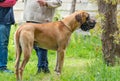 Brown Great Dane That Is Partecipating To A Beauty Competition Royalty Free Stock Photo