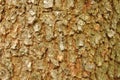 brown and green bark texture for background, blur style