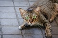 Brown-green cats, green eyes