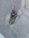 A brown and green cicada locust