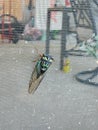 A brown and green cicada locust