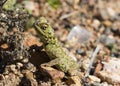 Brown and green Common Spiny Agama