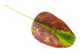 Brown and green fallen leaf of pear tree isolated Royalty Free Stock Photo