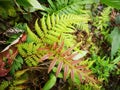 Brown and green fern on the grassland under sunshine day