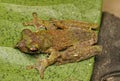 Brown green frog on the green leaf from Indonesian New Guinea. Rare and endemic species Royalty Free Stock Photo