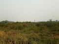 Brown and green grasses and plants in wetland area Royalty Free Stock Photo