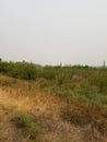 Brown and green grasses and plants in wetland area Royalty Free Stock Photo