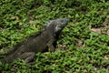 Brown and Green Iguana Walking in Grass on Sunny Day Royalty Free Stock Photo