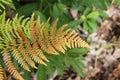 Brown green leaf fern Royalty Free Stock Photo